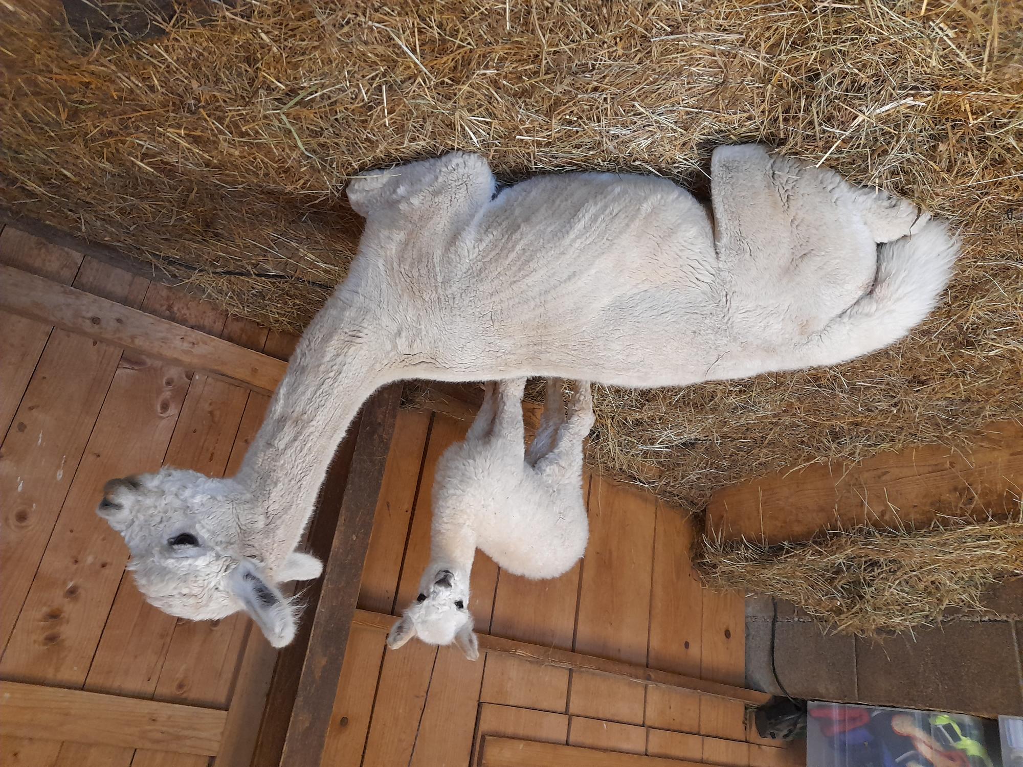 gedeckte Stuten in Bayern